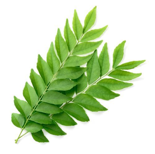 curry leaves supplier from india