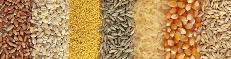 Grains and Millets exporter from india