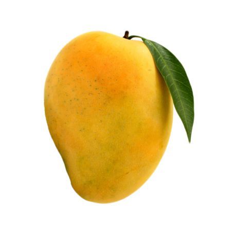 Mango exporter from India supplying fresh Indian mangoes in bulk to importers, wholesalers and distributors. Enquire for Alphonso, Kesar and other varieties.