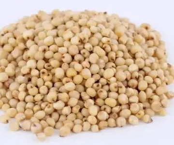 Sorghum exporter from india