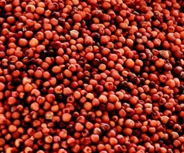 Ragi exporter from india