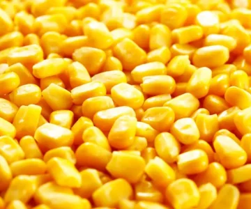 corn exporter from india