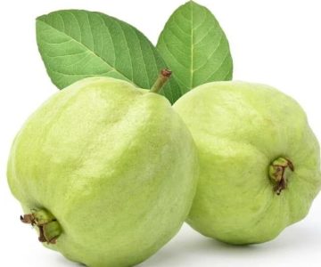 Guava Exporter from India
