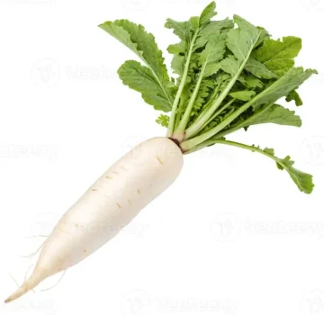 A fresh daikon radish with a long, white shape and a smooth surface_ The vegetable is vibrant