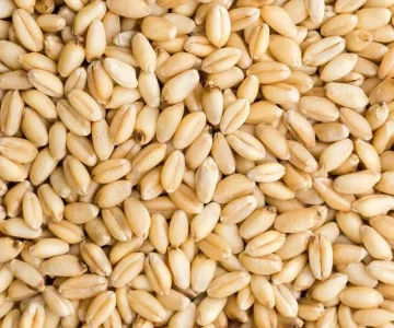 best wheat exporter from india