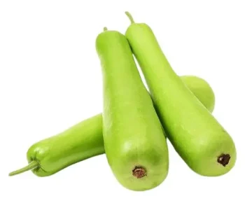 Bottle Gourd supplier from india