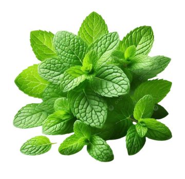 vegetable exporter from india