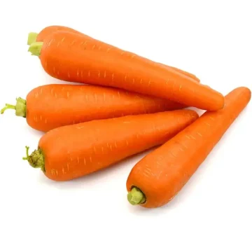 carrot supplier from india