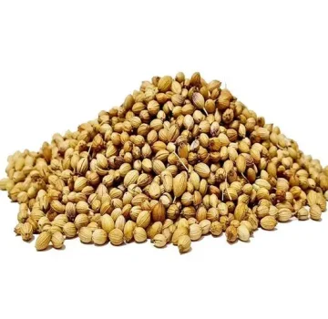 coriander seed supplier from india