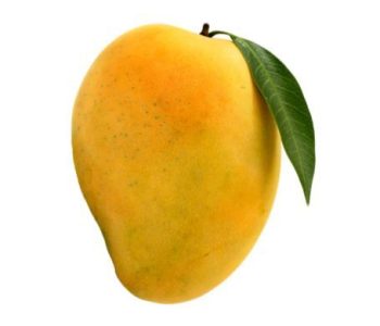 Mango exporter from India supplying fresh Indian mangoes in bulk to importers, wholesalers and distributors. Enquire for Alphonso, Kesar and other varieties.