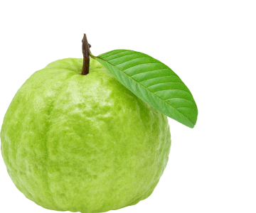 guava exporter from india