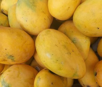 Alfanso mango by SJ Exim Solution