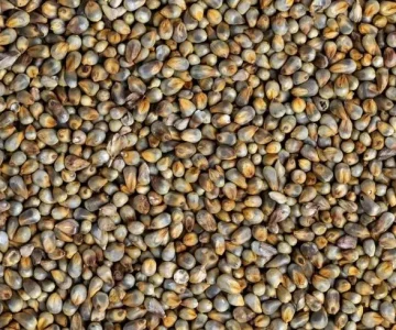 top Millet (Bajra) exporter from india